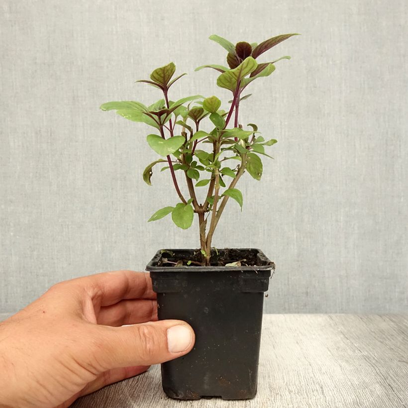 Exemplar von Kampfer-Basilikum Magic Mountain - Ocimum kilimandscharicum Kleine Töpfe von 7/8 cm wie im Sommer geliefert