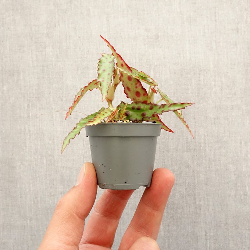 Exemplar von Begonia amphioxus - Zimmerbegonie Mini-plante wie im Frühjahr geliefert