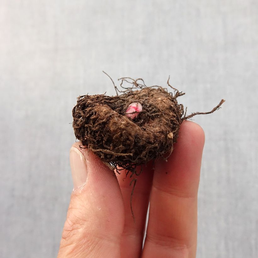 Exemplar von Begonie Compacta - Begonia Zwiebel Kaliber/Größe 4/5 wie im Frühjahr geliefert