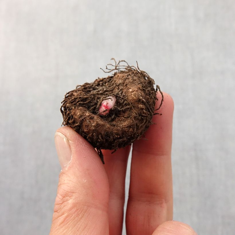Exemplar von Begonie Begonia Marmorata - Begonia Zwiebel Kaliber/Größe 4 wie im Frühjahr geliefert