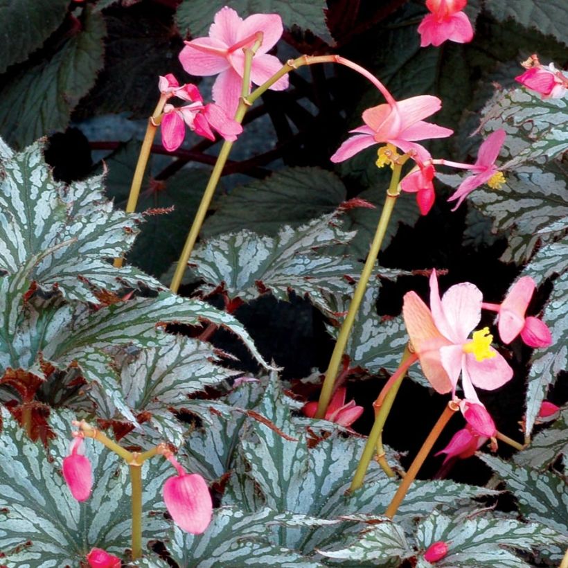 Begonie Garden Angel Silver - Begonia (Blüte)