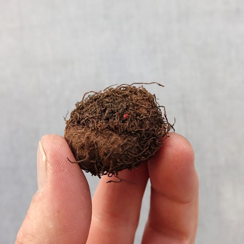 Exemplar von Begonie Flamboyant - Begonia multiflora Zwiebel Kaliber/Größe 2,5/5 wie im Frühjahr geliefert