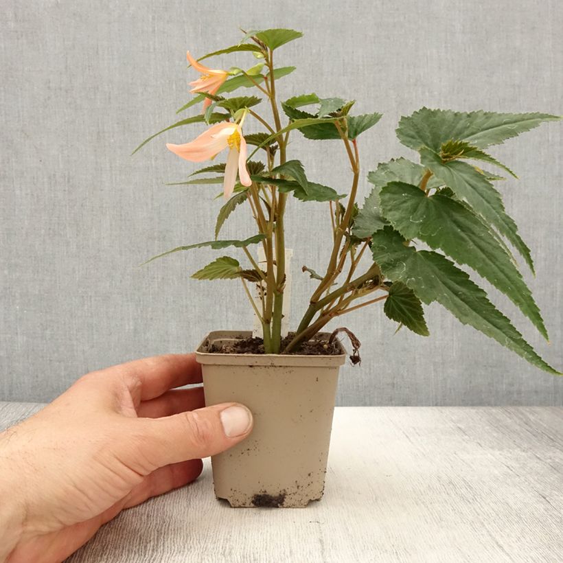 Exemplar von Begonie Summerwings White Elegance - Begonia Topf 10 cm/11cm wie im Frühjahr geliefert