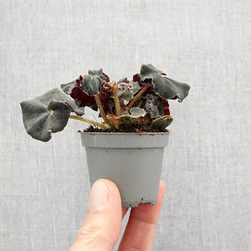 Exemplar von Begonia Rex Dark Mambo - Blattbegonie Mini-plante wie im Frühjahr geliefert