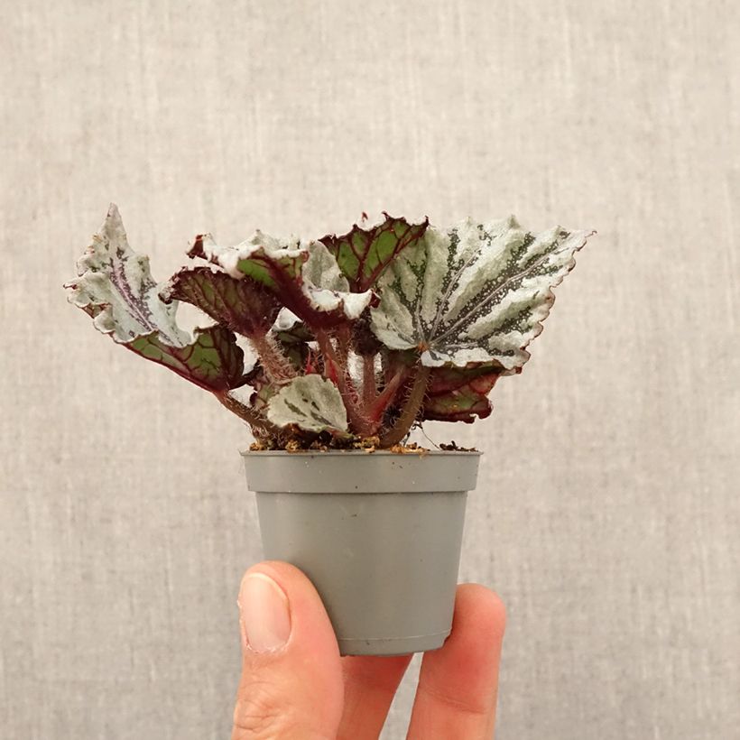 Exemplar von Begonia Rex Dew Drop - Blattbegonie Mini-plante wie im Frühjahr geliefert