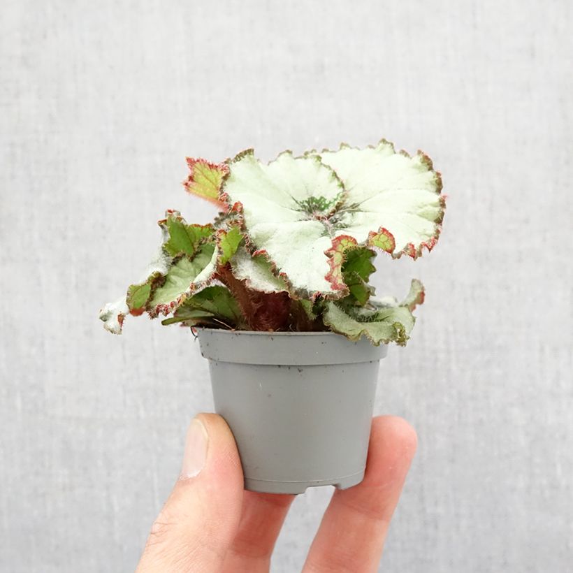 Exemplar von Begonia Rex Escargot - Blattbegonie Mini-plante wie im Frühjahr geliefert