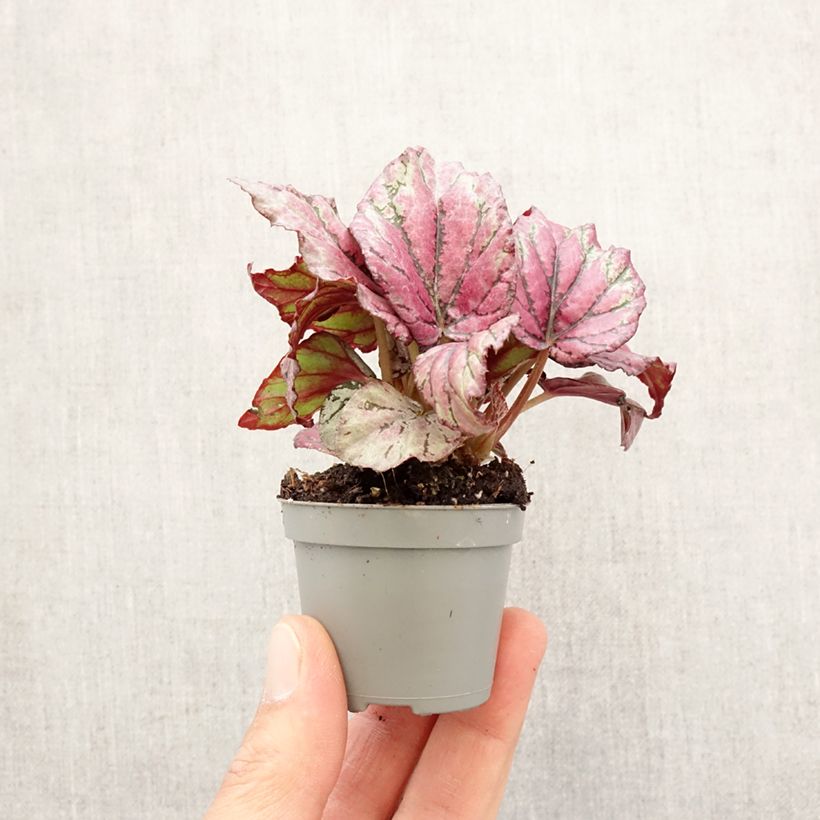 Exemplar von Begonia Rex Hugh McLauchlan - Blattbegonie Mini-plante wie im Frühjahr geliefert