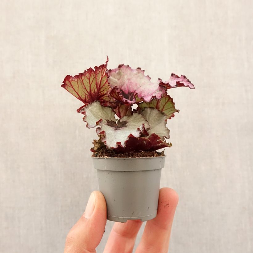 Exemplar von Begonia Rex Red Heart - Blattbegonie Mini-plante wie im Frühjahr geliefert