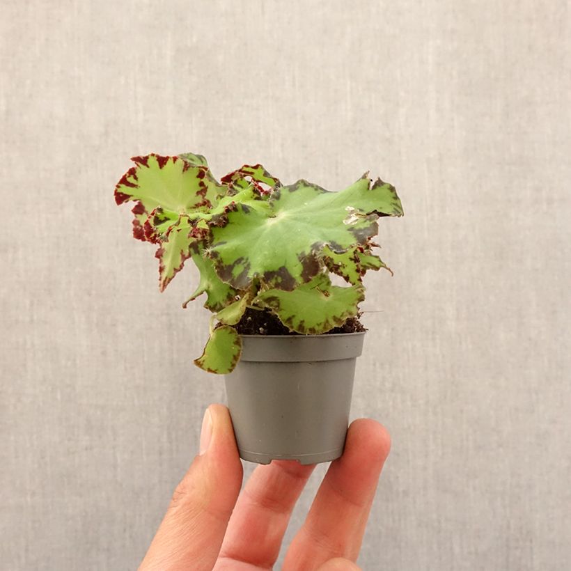 Exemplar von Begonia Rex Red Jive - Blattbegonie Mini-plante wie im Frühjahr geliefert