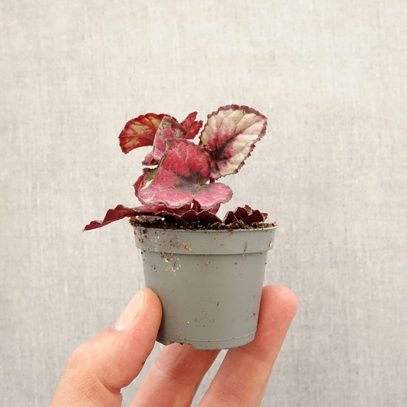 Exemplar von Begonia Rex Red Kiss - Blattbegonie Mini-plante wie im Frühjahr geliefert