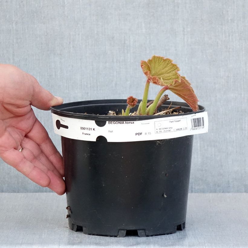 Exemplar von Begonie Torsa - Begonia grandis Topf mit 3L/4L wie im Frühjahr geliefert