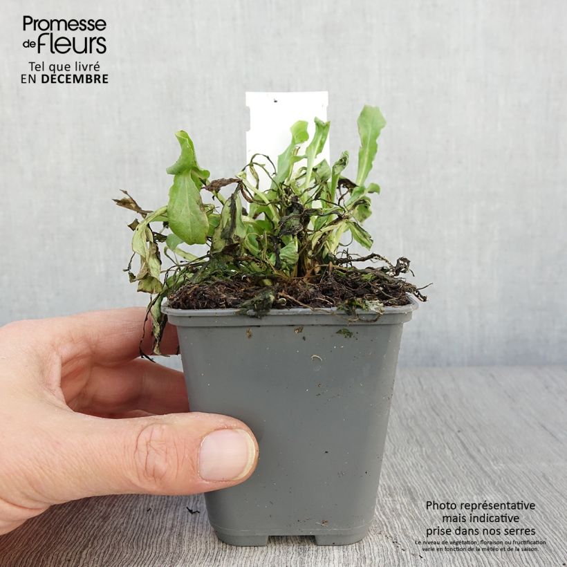 Exemplar von Bellis perennis Roze - Gänseblümchen Kleine Töpfe von 8/9 cm wie im Herbst geliefert