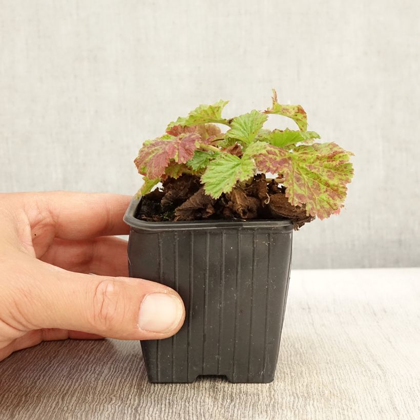 Exemplar von Geum rivale Coppertone - Bach-Nelkenwurz Kleine Töpfe von 8/9 cm wie im Herbst geliefert