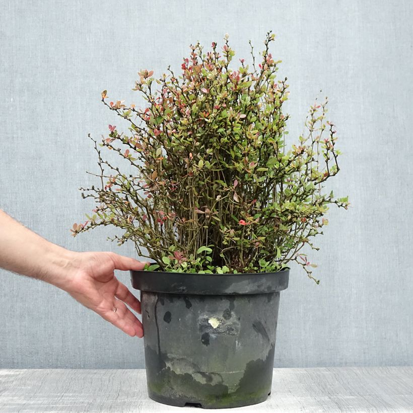 Exemplar von Berberis buxifolia Nana - Buchsblättrige Berberitze Topf mit 7,5L/10L wie im Sommer geliefert