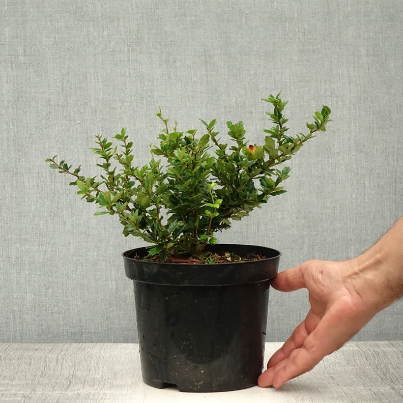 Exemplar von Berberis darwinii - Darwins Berberitze Topf mit 2L/3L wie im Sommer geliefert