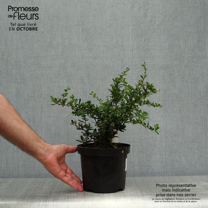 Exemplar von Berberis darwinii Compacta - Darwins Berberitze Topf mit 3L/4L wie im Herbst geliefert