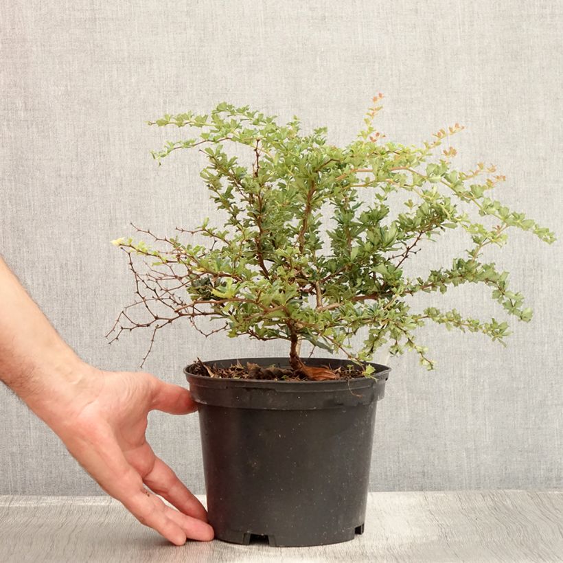 Exemplar von Berberis darwinii Compacta - Darwins Berberitze Topf mit 2L/3L wie im Sommer geliefert