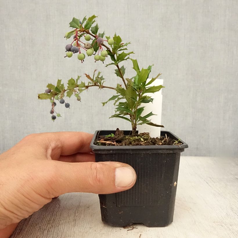 Exemplar von Berberis darwinii - Darwins Berberitze Kleine Töpfe von 8/9 cm wie im Sommer geliefert