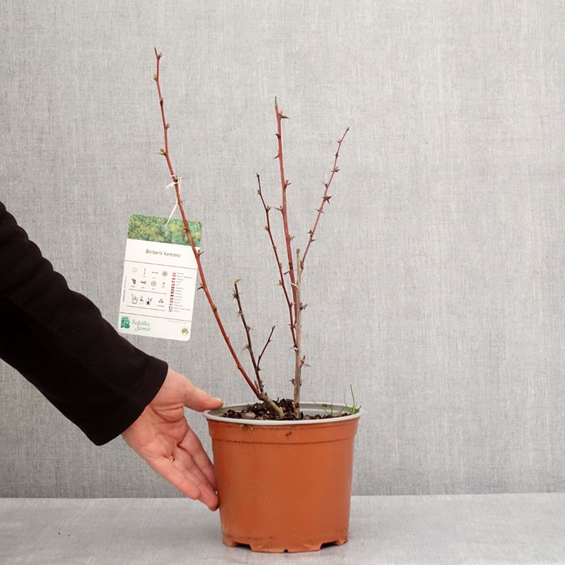 Exemplar von Berberis koreana - Koreanische Berberitze Topf mit 3L/4L wie im Winter geliefert