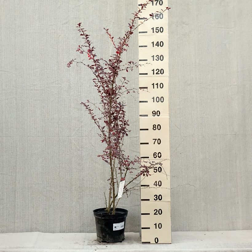 Exemplar von Berberis ottawensis Superba - Berberitze Topf mit 7,5L/10LGelieferte Höhe ca. 60/80cm wie im Sommer geliefert