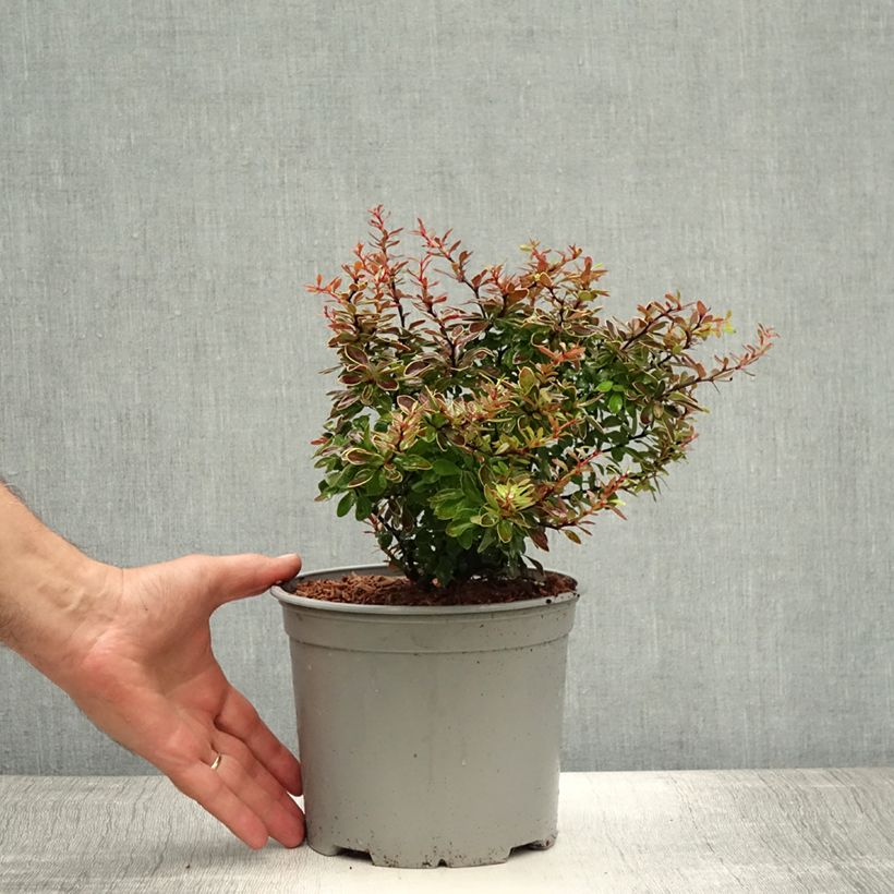 Exemplar von Berberis thunbergii Admiration Topf mit 2L/3L wie im Sommer geliefert