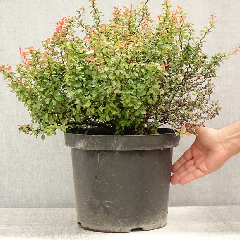 Exemplar von Berberis thunbergii Admiration Topf mit 7,5L/10L wie im Sommer geliefert