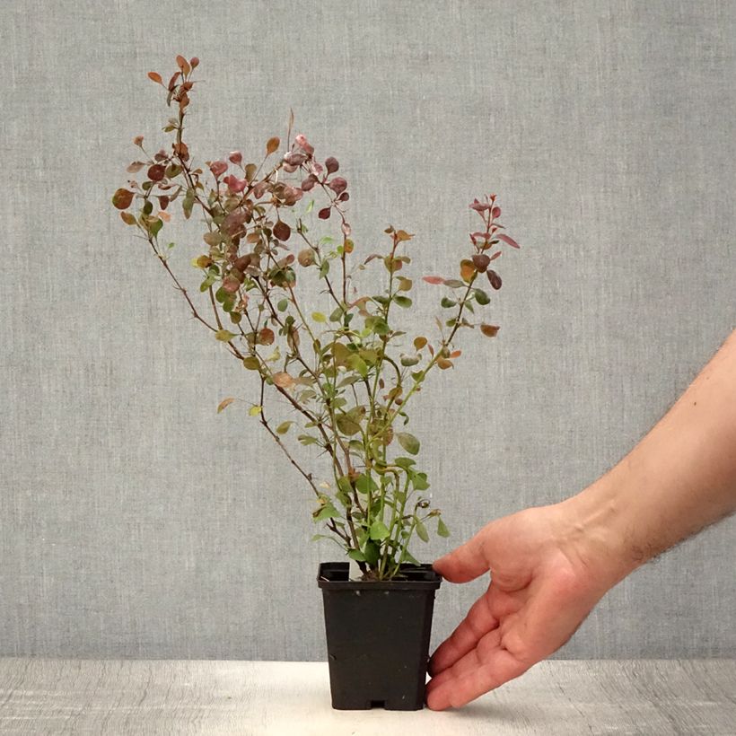 Exemplar von Berberis thunbergii Atropurpurea Kleine Töpfe von 8/9 cm wie im Sommer geliefert