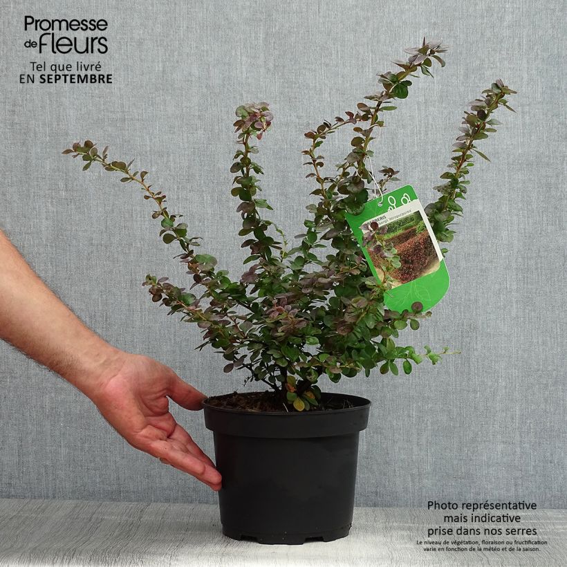 Exemplar von Berberis thunbergii Atropurpurea Topf mit 2L/3L wie im Sommer geliefert