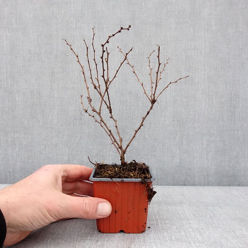 Exemplar von Berberis thunbergii Aurea Kleine Töpfe von 8/9 cm wie im Winter geliefert