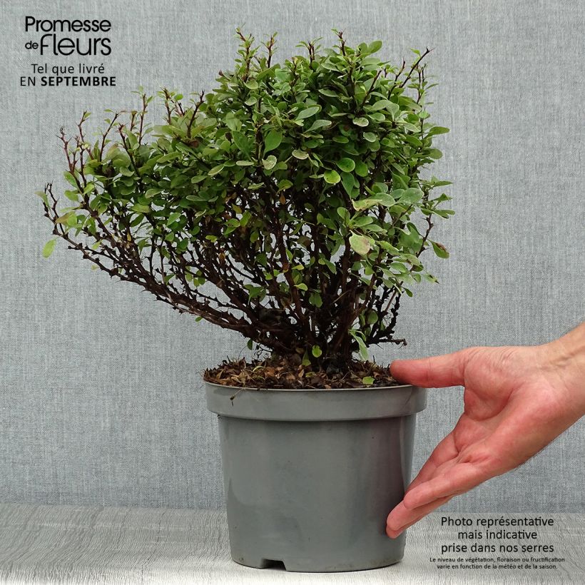 Exemplar von Berberis thunbergii Bagatelle Topf mit 2L/3L wie im Sommer geliefert