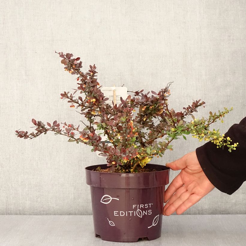 Exemplar von Berberis thunbergii Cabernet® FIRST EDITIONS® - Thunberg-Berberitze Topf mit 3L/4LGelieferte Höhe ca. 25/30cm wie im Frühjahr geliefert