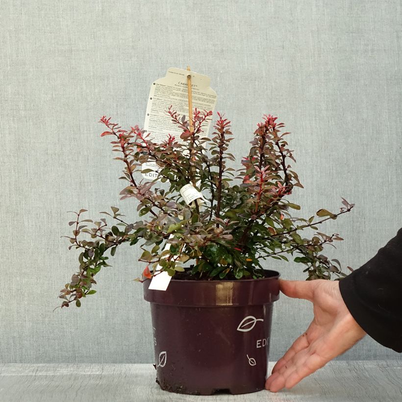 Exemplar von Berberis thunbergii Cabernet® FIRST EDITIONS® - Thunberg-Berberitze Topf mit 3L/4L wie im Herbst geliefert