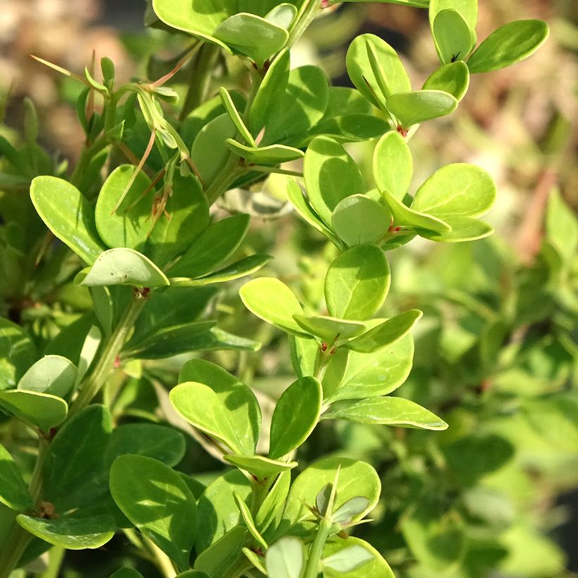 Berberis thunbergii Erecta (Laub)