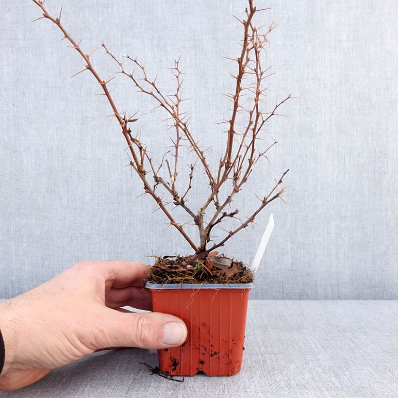 Exemplar von Berberis thunbergii Erecta Kleine Töpfe von 8/9 cm wie im Winter geliefert