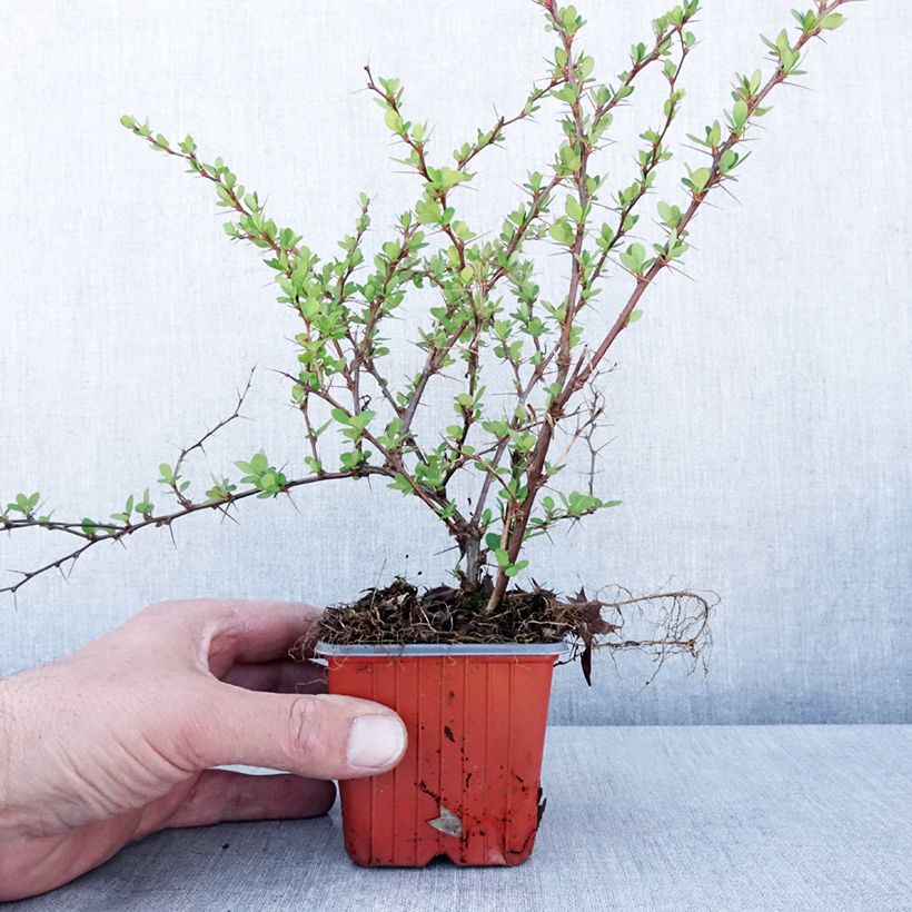Exemplar von Berberis thunbergii Erecta - Epine-vinette - Godet de 8/9 cm wie im Frühjahr geliefert