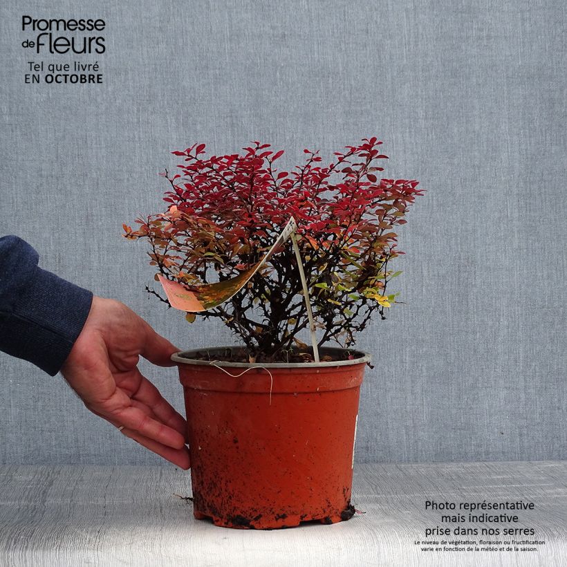 Exemplar von Berberis thunbergii Fireball Topf mit 2L/3L wie im Herbst geliefert
