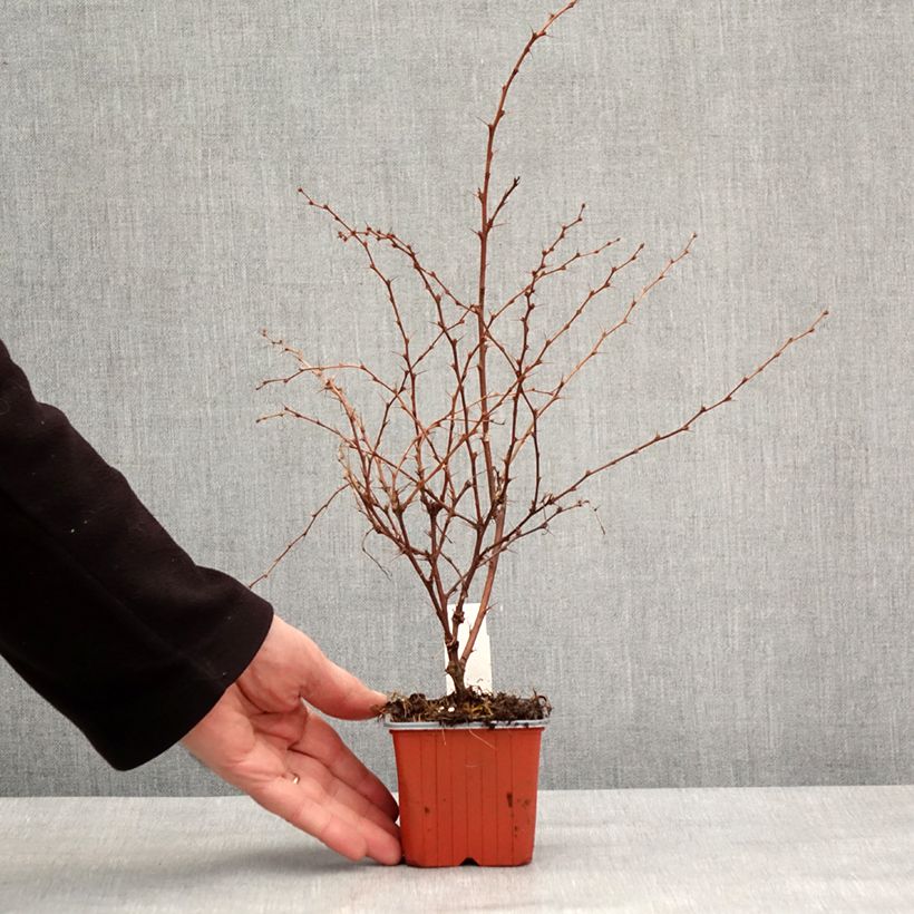 Exemplar von Berberis thunbergii Flamingo Kleine Töpfe von 8/9 cm wie im Winter geliefert