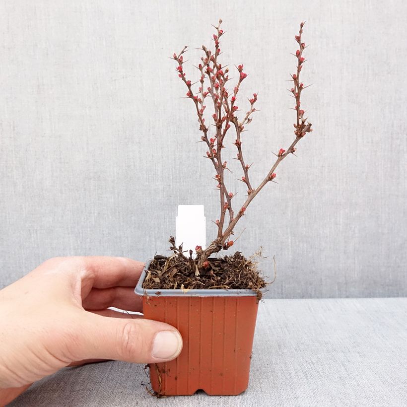 Exemplar von Berberis thunbergii Golden Ruby Kleine Töpfe von 8/9 cm wie im Winter geliefert