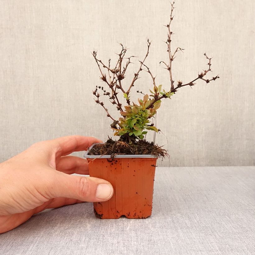 Exemplar von Berberis thunbergii Golden Ruby - Epine-vinette - Godet de 8/9 cm wie im Frühjahr geliefert