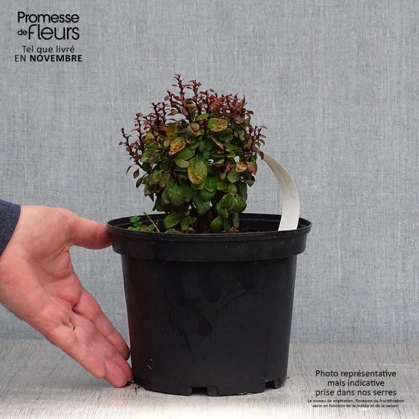 Exemplar von Berberis thunbergii Lutin Rouge Topf mit 2L/3L wie im Herbst geliefert