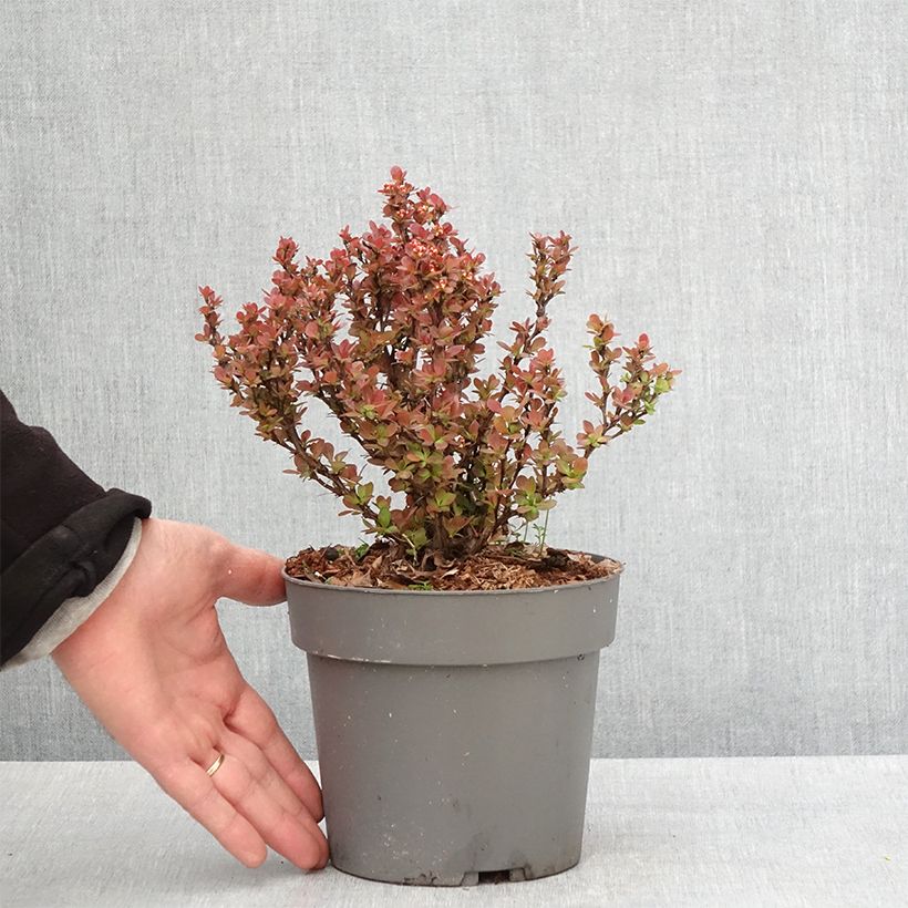 Exemplar von Berberis thunbergii Lutin Rouge -  Epine-vinette naine Pot de 2L/3L wie im Frühjahr geliefert