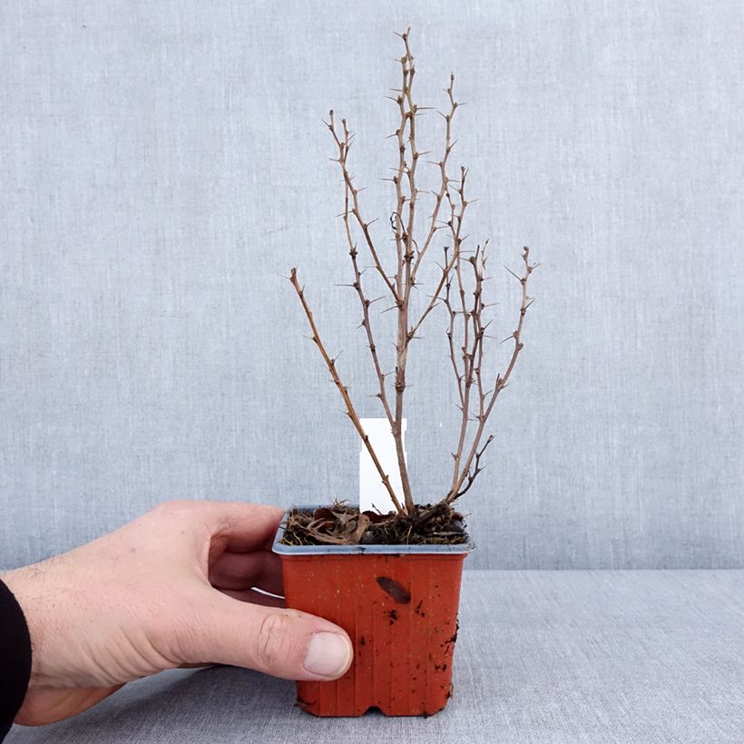 Exemplar von Berberis thunbergii Maria Kleine Töpfe von 8/9 cm wie im Winter geliefert