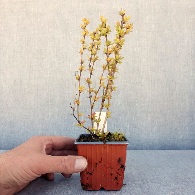 Exemplar von Berberis thunbergii Maria - Épine-vinette - Godet de 8/9 cm wie im Frühjahr geliefert
