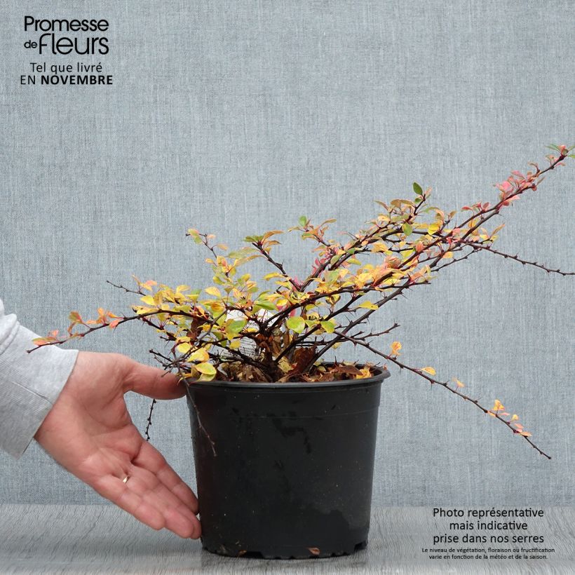 Exemplar von Berberis thunbergii Natasza Topf mit 2L/3L wie im Herbst geliefert