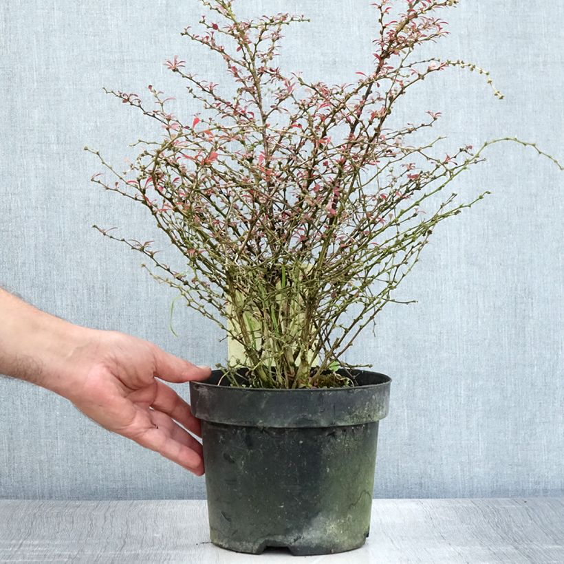 Exemplar von Berberis thunbergii Orange Dream Topf mit 2L/3L wie im Sommer geliefert