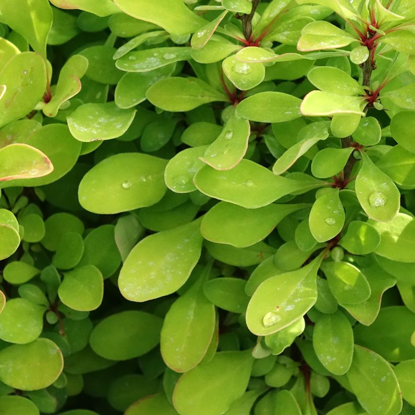 Berberis thunbergii Powwow (Laub)