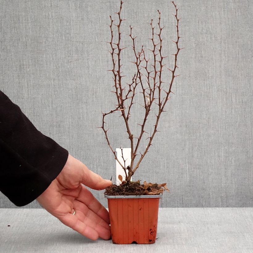 Exemplar von Berberis thunbergii Powwow Kleine Töpfe von 8/9 cm wie im Winter geliefert