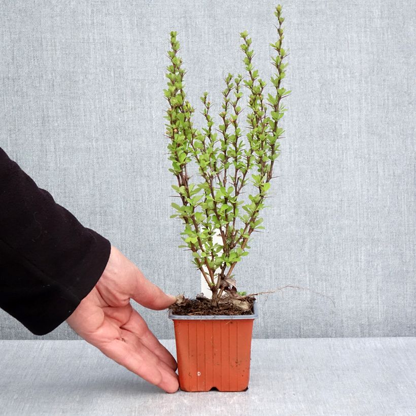 Exemplar von Berberis thunbergii Powwow - Epine-vinette - Godet de 8/9 cm wie im Frühjahr geliefert