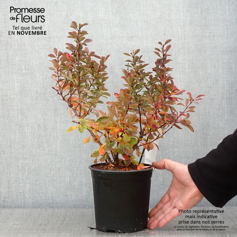 Exemplar von Berberis thunbergii Red Rocket Topf mit 2L/3L wie im Herbst geliefert