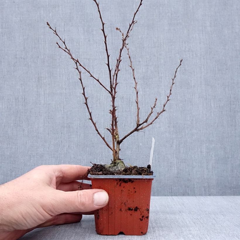 Exemplar von Berberis thunbergii Silver Beauty Kleine Töpfe von 8/9 cm wie im Winter geliefert